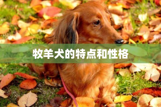 牧羊犬的特点和性格