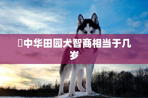 ​中华田园犬智商相当于几岁