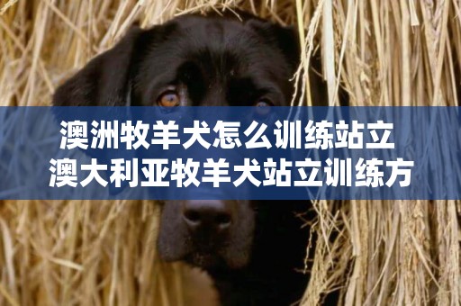 澳洲牧羊犬怎么训练站立 澳大利亚牧羊犬站立训练方法