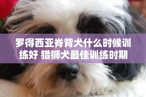 罗得西亚脊背犬什么时候训练好 猎狮犬最佳训练时期