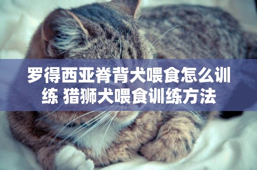 罗得西亚脊背犬喂食怎么训练 猎狮犬喂食训练方法