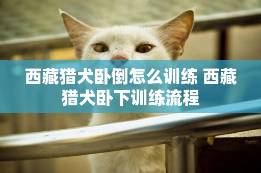 西藏猎犬卧倒怎么训练 西藏猎犬卧下训练流程