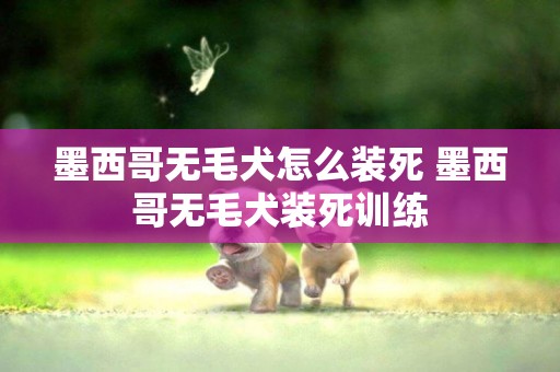 墨西哥无毛犬怎么装死 墨西哥无毛犬装死训练