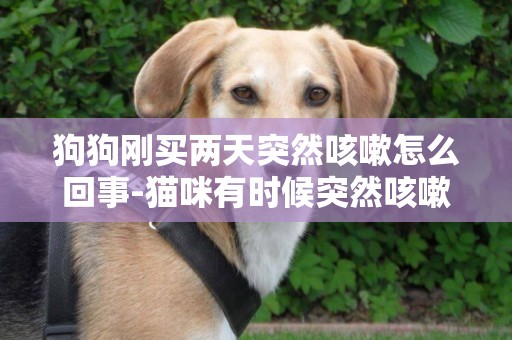 狗狗刚买两天突然咳嗽怎么回事-猫咪有时候突然咳嗽怎么回事