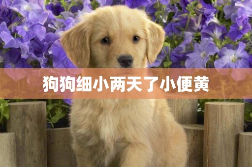 狗狗细小两天了小便黄