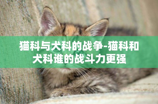 猫科与犬科的战争-猫科和犬科谁的战斗力更强