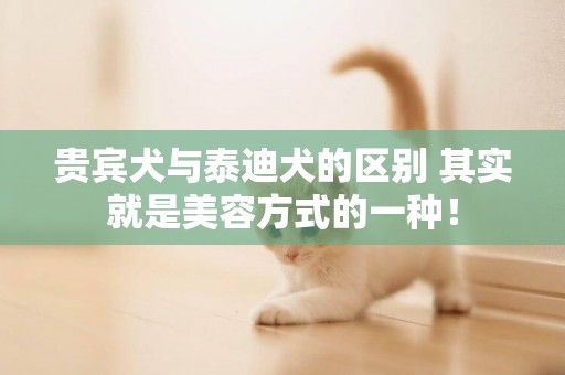 贵宾犬与泰迪犬的区别 其实就是美容方式的一种！