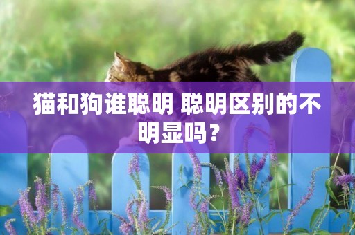 猫和狗谁聪明 聪明区别的不明显吗？