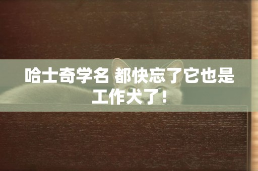 哈士奇学名 都快忘了它也是工作犬了！