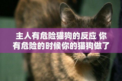 主人有危险猫狗的反应 你有危险的时候你的猫狗做了什么？