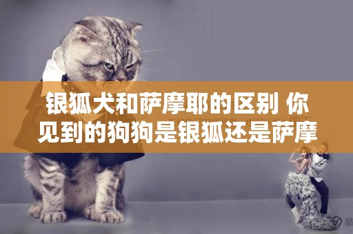 银狐犬和萨摩耶的区别 你见到的狗狗是银狐还是萨摩耶？