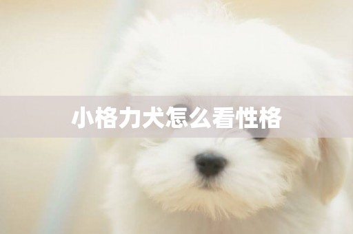 小格力犬怎么看性格