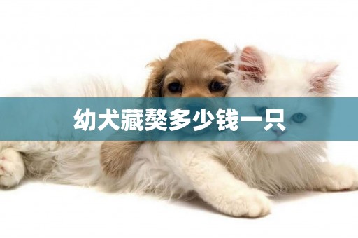 幼犬藏獒多少钱一只