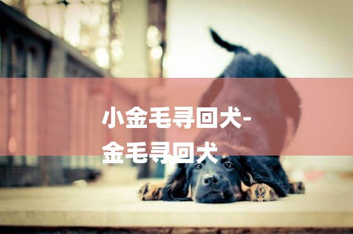 小金毛寻回犬-
金毛寻回犬