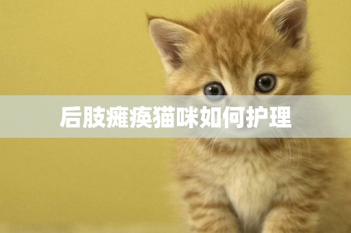 后肢瘫痪猫咪如何护理