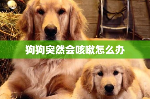 狗狗突然会咳嗽怎么办