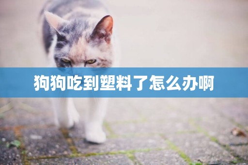 狗狗吃到塑料了怎么办啊