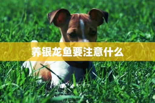 养银龙鱼要注意什么