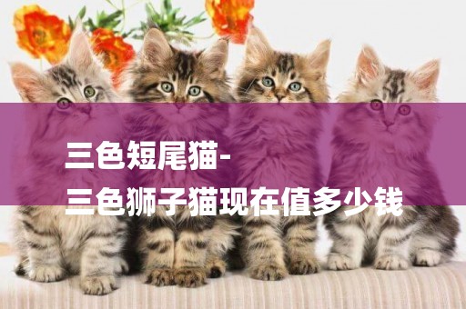 三色短尾猫-
三色狮子猫现在值多少钱