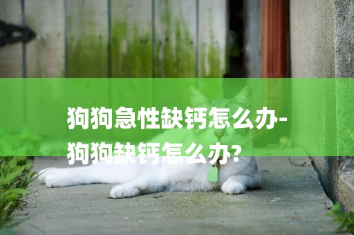 狗狗急性缺钙怎么办-
狗狗缺钙怎么办?