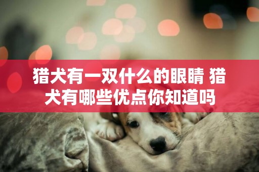 猎犬有一双什么的眼睛 猎犬有哪些优点你知道吗