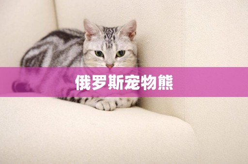 俄罗斯宠物熊