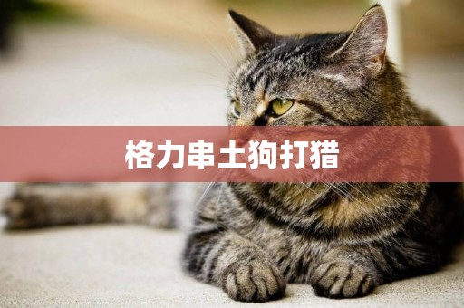 格力串土狗打猎