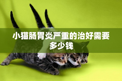 小猫肠胃炎严重的治好需要多少钱