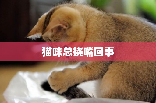 猫咪总挠嘴回事