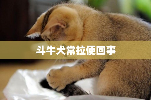 斗牛犬常拉便回事