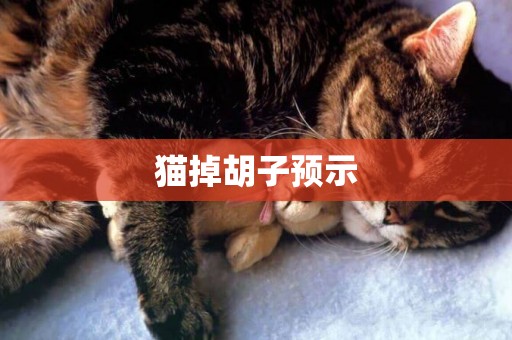 猫掉胡子预示