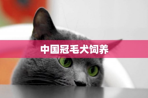 中国冠毛犬饲养