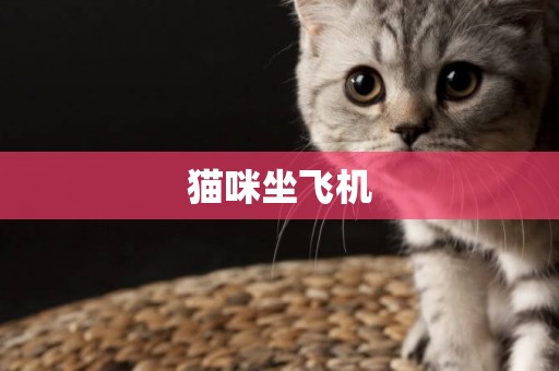 猫咪坐飞机