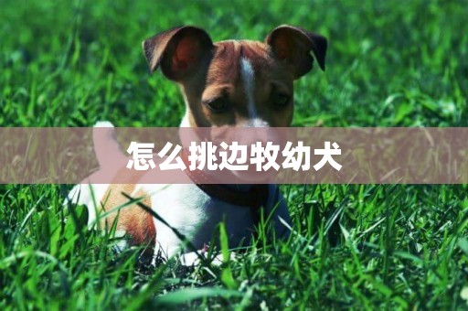 怎么挑边牧幼犬