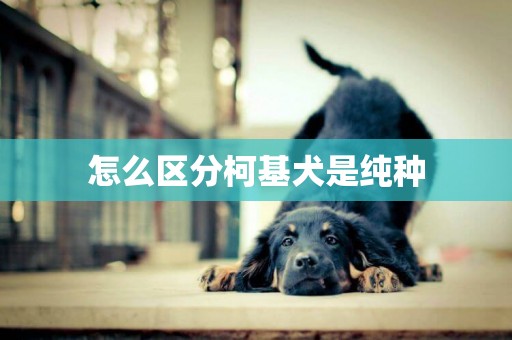 怎么区分柯基犬是纯种