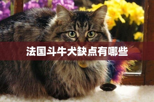 法国斗牛犬缺点有哪些