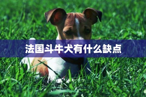 法国斗牛犬有什么缺点