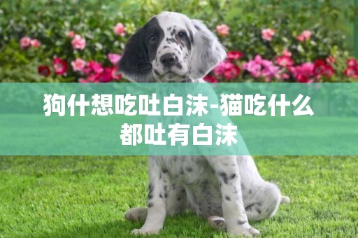 狗什想吃吐白沫-猫吃什么都吐有白沫