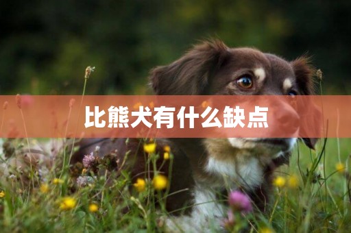 比熊犬有什么缺点