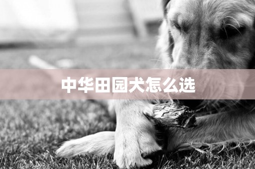 中华田园犬怎么选