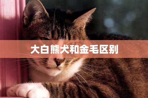 大白熊犬和金毛区别