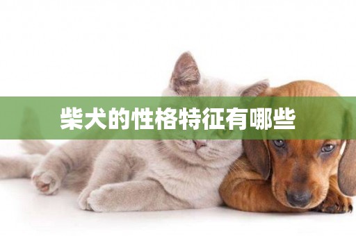 柴犬的性格特征有哪些