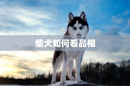 柴犬如何看品相