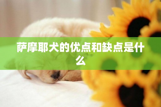 萨摩耶犬的优点和缺点是什么