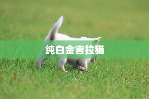 纯白金吉拉猫