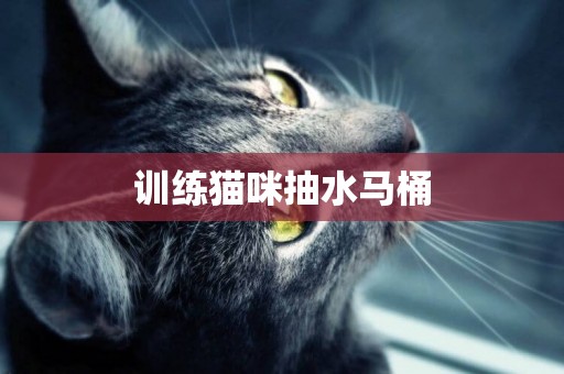 训练猫咪抽水马桶