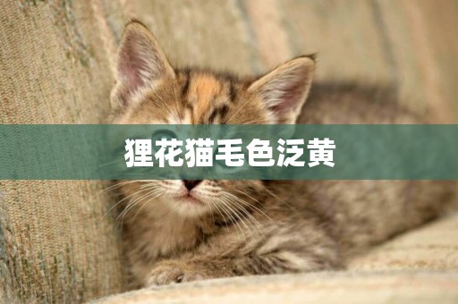 狸花猫毛色泛黄