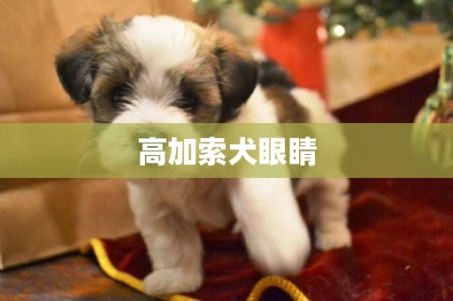 高加索犬眼睛