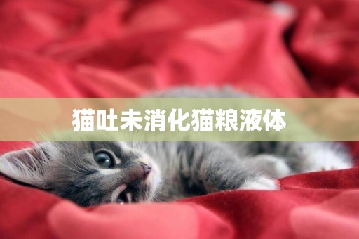 猫吐未消化猫粮液体