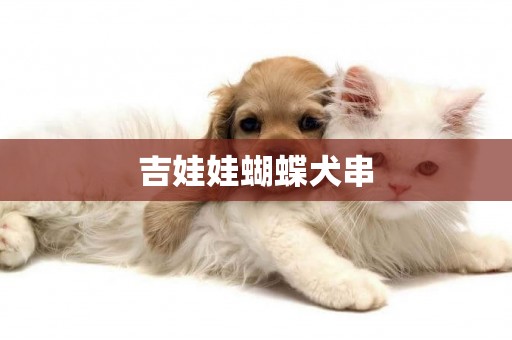 吉娃娃蝴蝶犬串